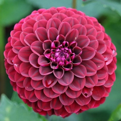 Dahlia, Dark Spirit