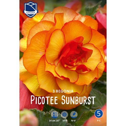 Begonia, Picotee Sunburst