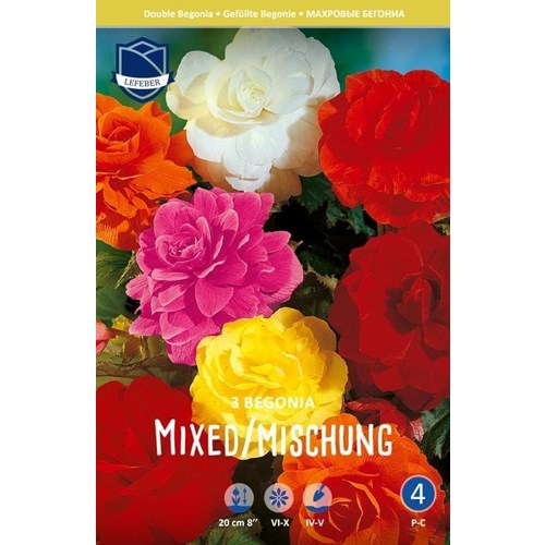 Begonia, Blandade färger