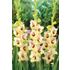 Gladiol, Louise