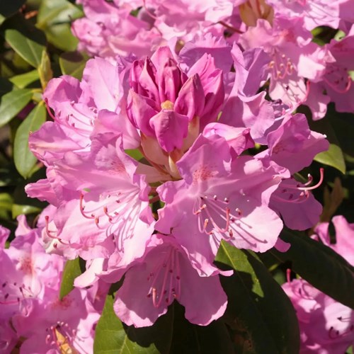 Rhododendron, Roseum Elegans