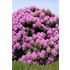 Rhododendron, Roseum Elegans