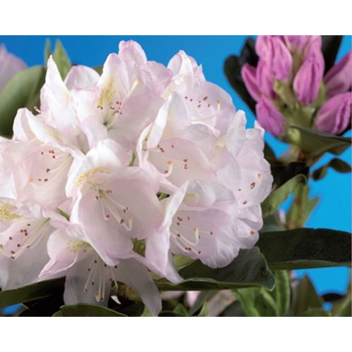 Rhododendron, Cunninghams white