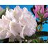 Rhododendron, Cunninghams white