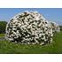 Rhododendron, Cunninghams white