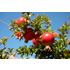 Granatäpple