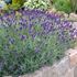 Lavendel, blå