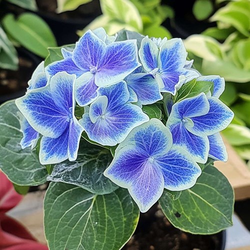 Hortensia, Bavaria