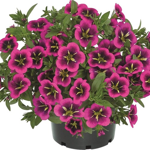 Petunia, Cabaret Good Night Kiss