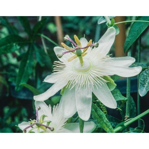 Passionsblomma, Elliot