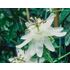 Passionsblomma, Elliot