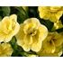 Petunia, Double Lemon