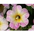 Petunia, Fancy Francy