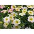 Petunia, Fancy Francy