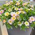 Petunia, Fancy Francy