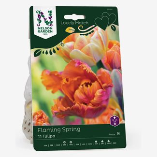 Perfect Partners, Tulpan, Flaming spring