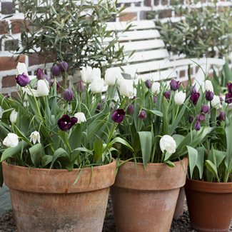 Perfect Partners, Tulpan & Fritillaria, Chess
