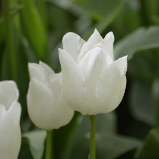 Tulpan, Triumf, White Marvel