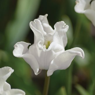 Tulpan, Triumf, White Liberstar