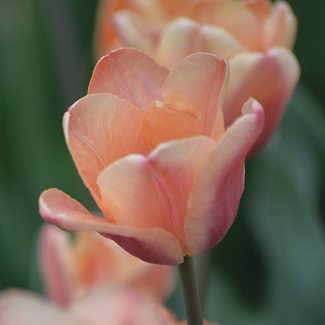 Tulpan, Triumf, Apricot Foxx