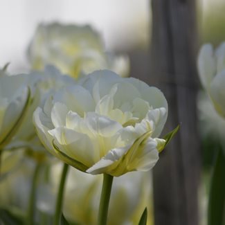 Tulpan, Tidig dubbel, Global Desire
