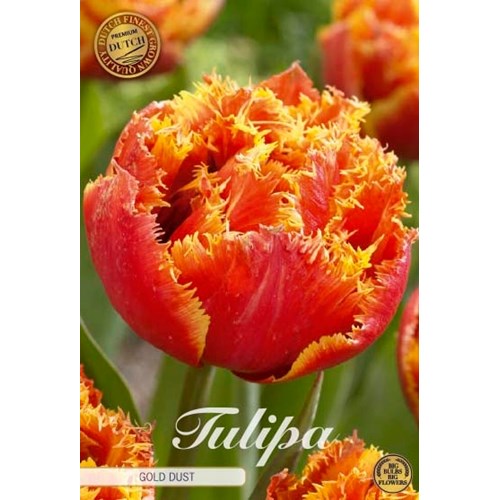 Tulpan, Fransig dubbel, Gold Dust