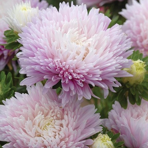 Aster, Kingsize Appleblossom
