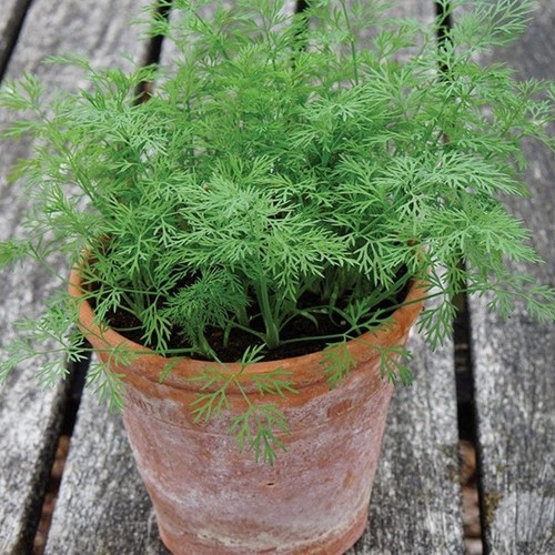 Dill, Nano
