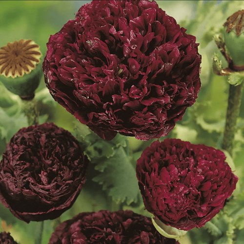 Vallmo, Opiumvallmo, Paeony black