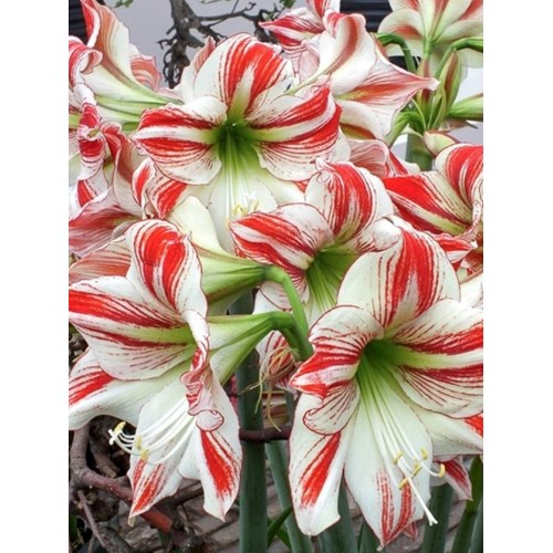 Amaryllis, Flaming striped