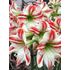 Amaryllis, Flaming striped