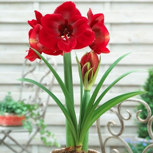 Amaryllis, Magnum