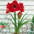 Amaryllis, Magnum