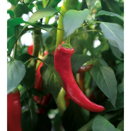 Chili, Chilipeppar, Hyper F1