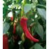 Chili, Chilipeppar, Hyper F1