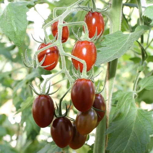 Tomat, Hög, Krebs Brown Tasty F1, EKO