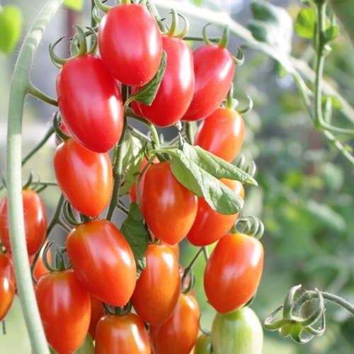 Tomat, Hög, Krebs Elena F1, EKO