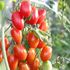 Tomat, Hög, Krebs Elena F1, EKO