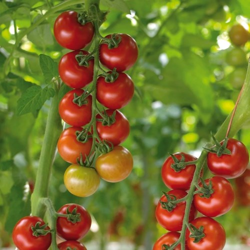 Tomat, Hög, Krebs Salinas F1, EKO