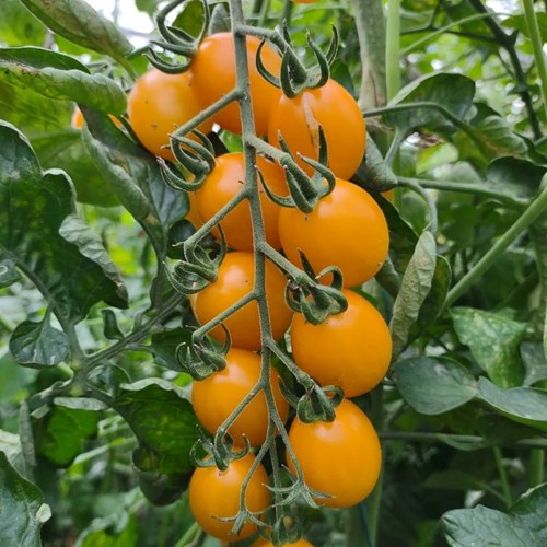 Tomat, Hög, Krebs Honey Plum F1, EKO