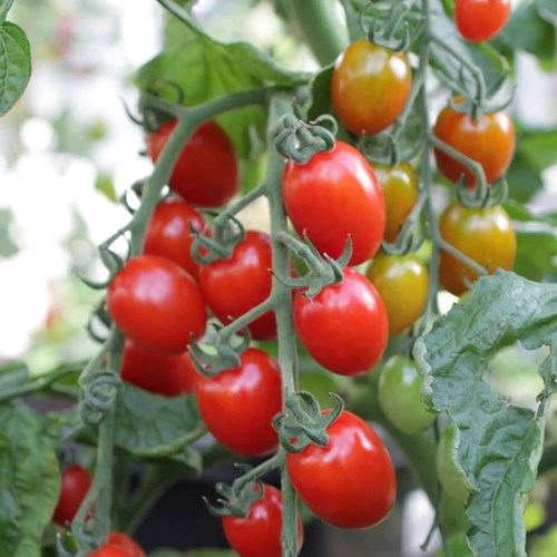 Tomat, Hög, Krebs Luna F1, EKO