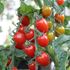 Tomat, Hög, Krebs Luna F1, EKO