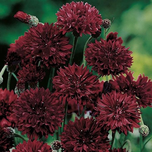 Blåklint, Black ball