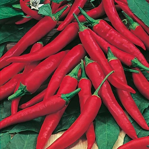 Chili, De cayenne