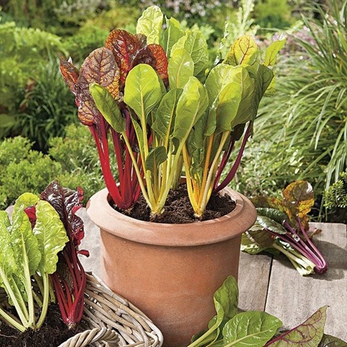 Mangold, Bright lights