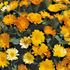 Ringblomma, Daisy mix