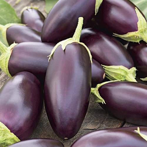 Aubergine, Jewel jet F1