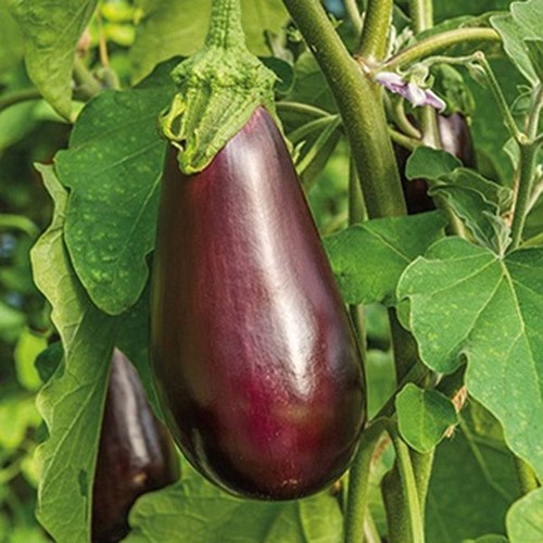 Aubergine, Black beauty