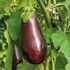 Aubergine, Black beauty