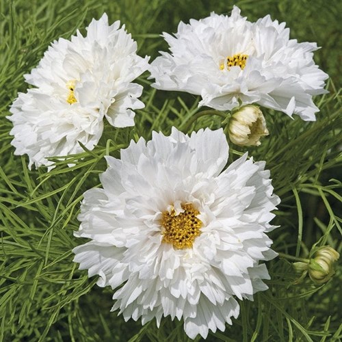 Rosenskära, Double Dutch white